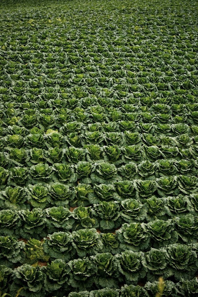 Field