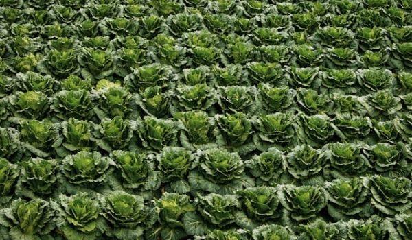Field